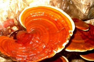 灵芝神奇的药用价值 八款灵芝食疗汤推荐
